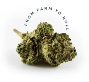 From farm to roll cannabis dispensary in Burlington Ontario