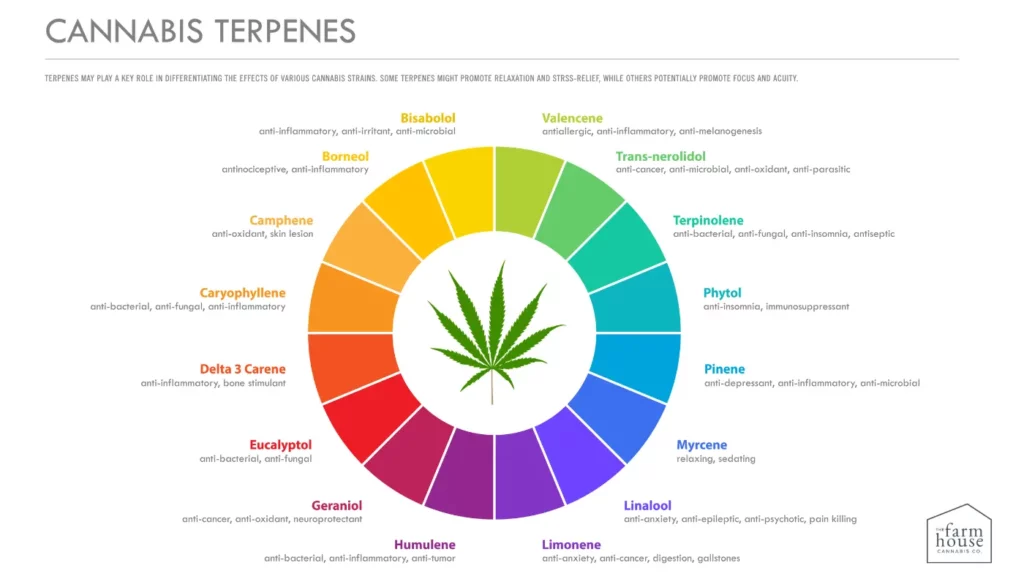 Illustrative diagram of terpene molecules found in cannabis